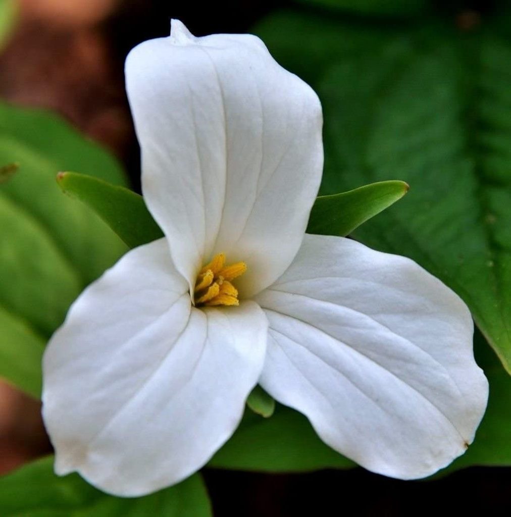 61zn5U5QDQL. AC SL1032