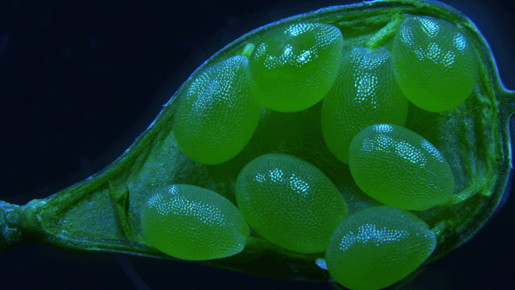 Camelina sativa seeds. Photo by Débora França, Molina lab.
