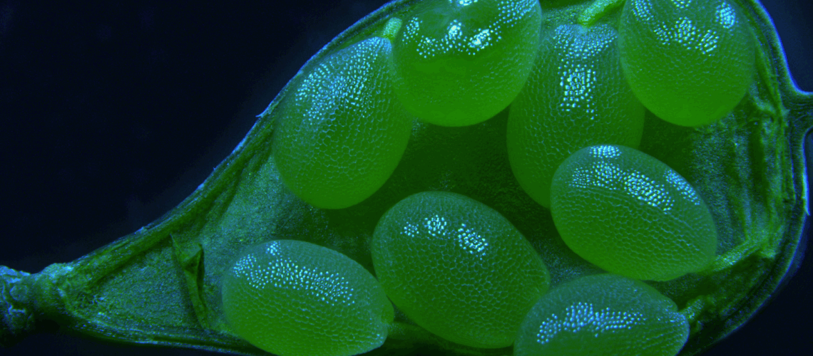 Camelina sativa seeds. Photo by Débora França, Molina lab.